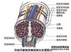 辽宁哪个治疗早泄比较好